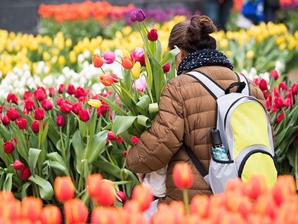tulipday event locatie